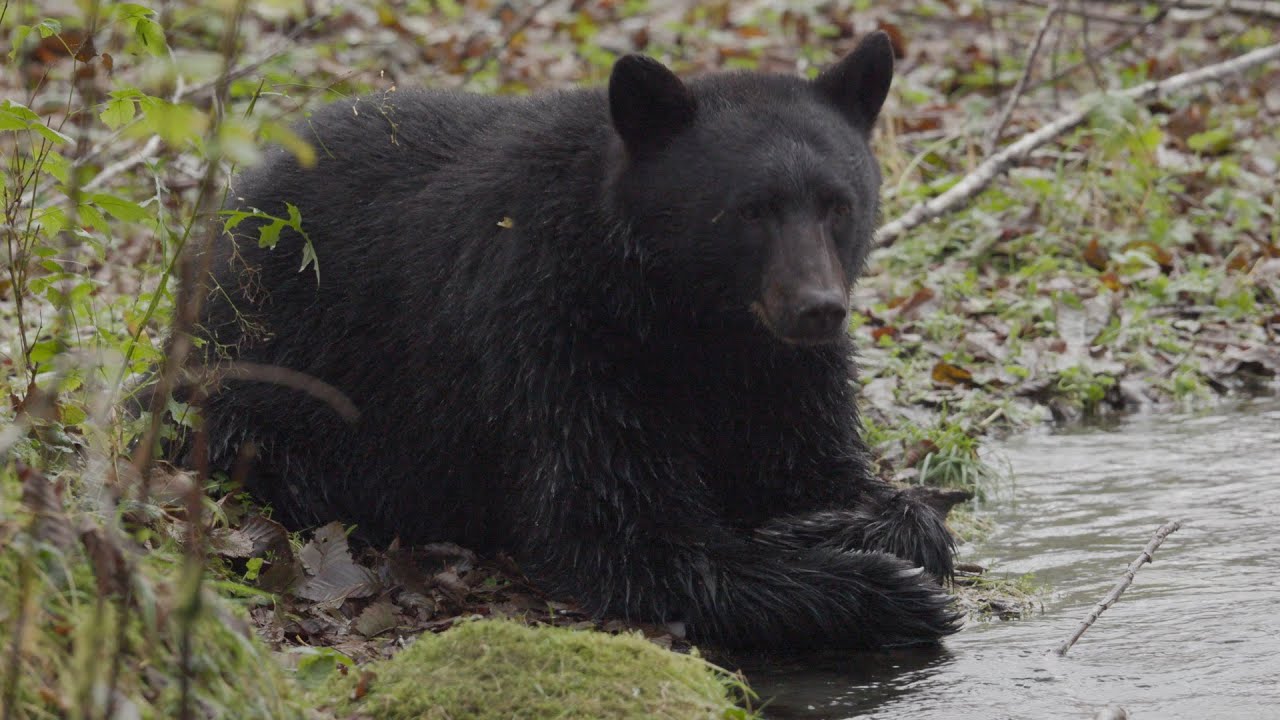 Black Bear Waits for the Salmon Run