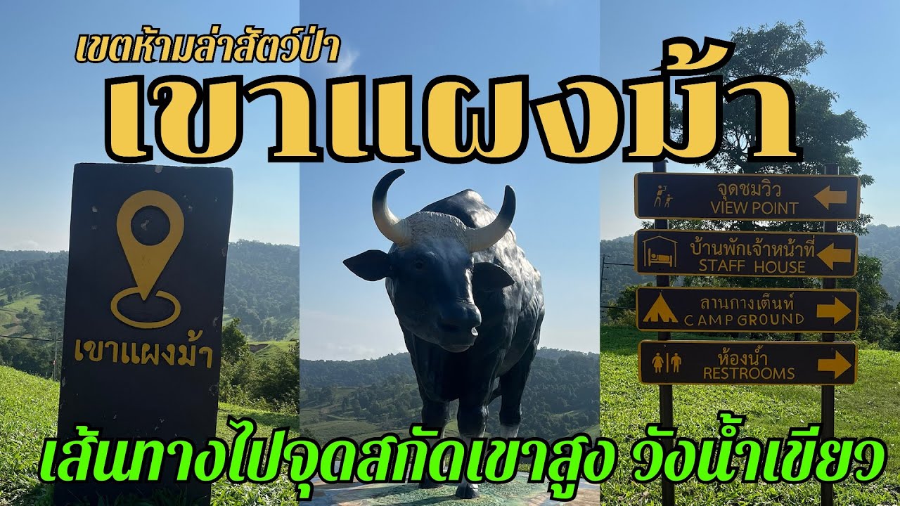 เขตห้ามล่าสัตว์ป่าเขาแผงม้า ลานกางเต็นท์ จุดสกัดเขาสูง จุดดูกระทิงเขาแผงม้า วังน้ำเขียว