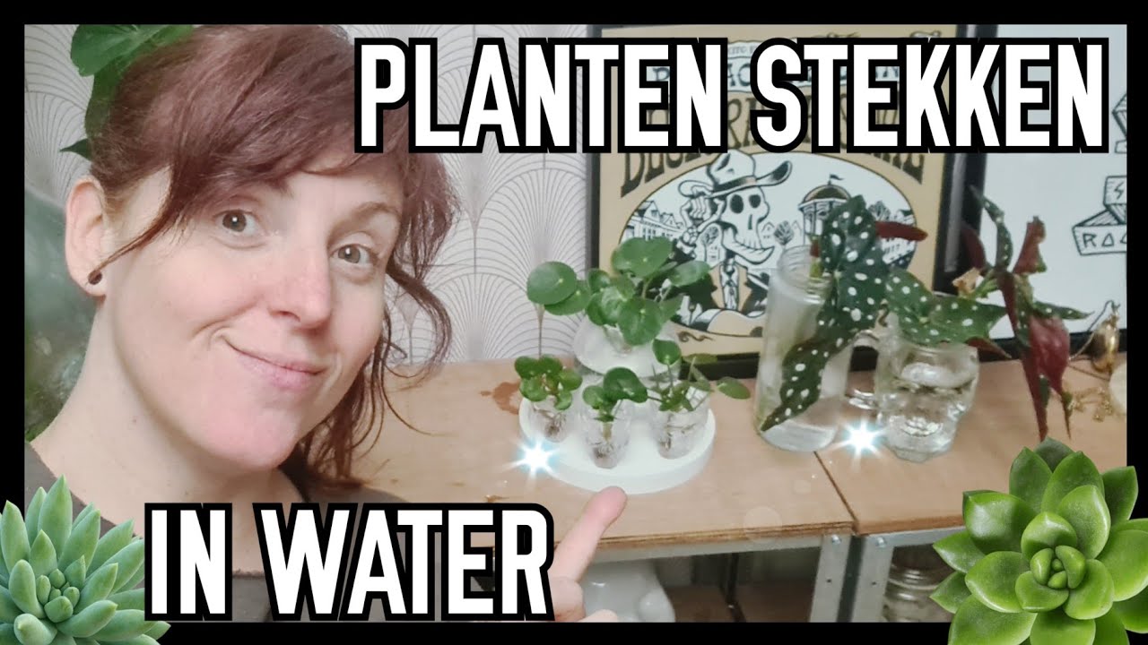 Planten stekken in water| PienderZ