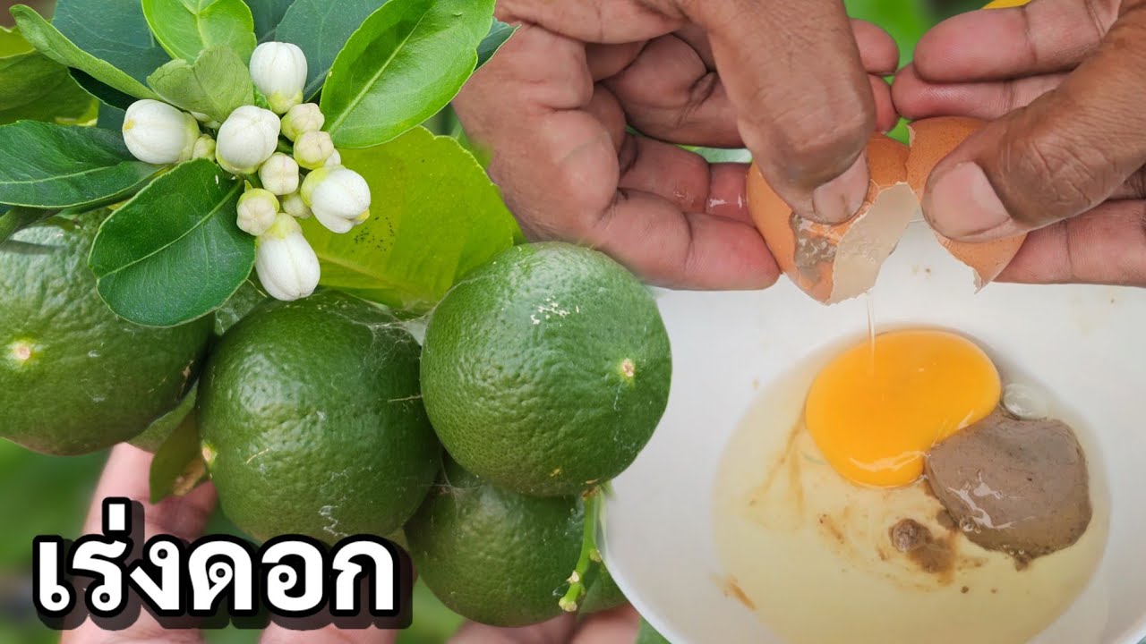 น้อยคนจะรู้!!วิธีเร่งดอกมะนาวที่เห็นผลไวที่สุดดอกไม่ร่วงติดเท่าไหร่ได้เท่านั้น