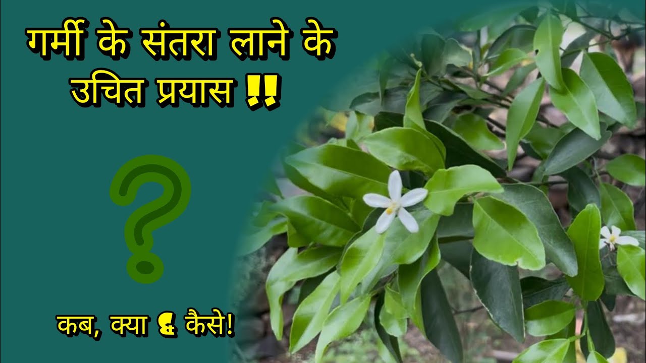 गर्मी के संतरे कैसे लाए ? संतरा लेने के सफल प्रयास ! #orange #farming #agriculture #orangefarm 