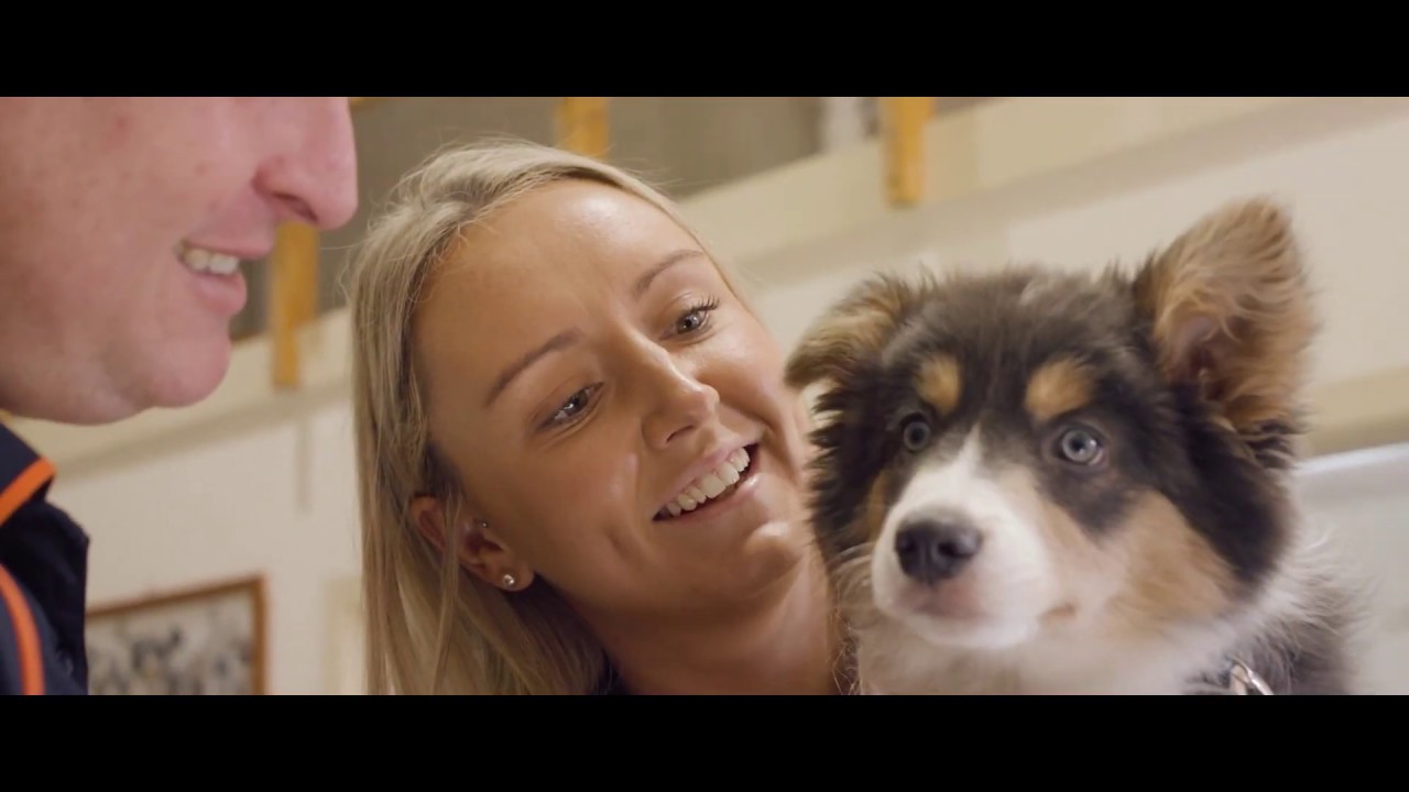 Overseas Pet Travel with Jetpets - How it Works
