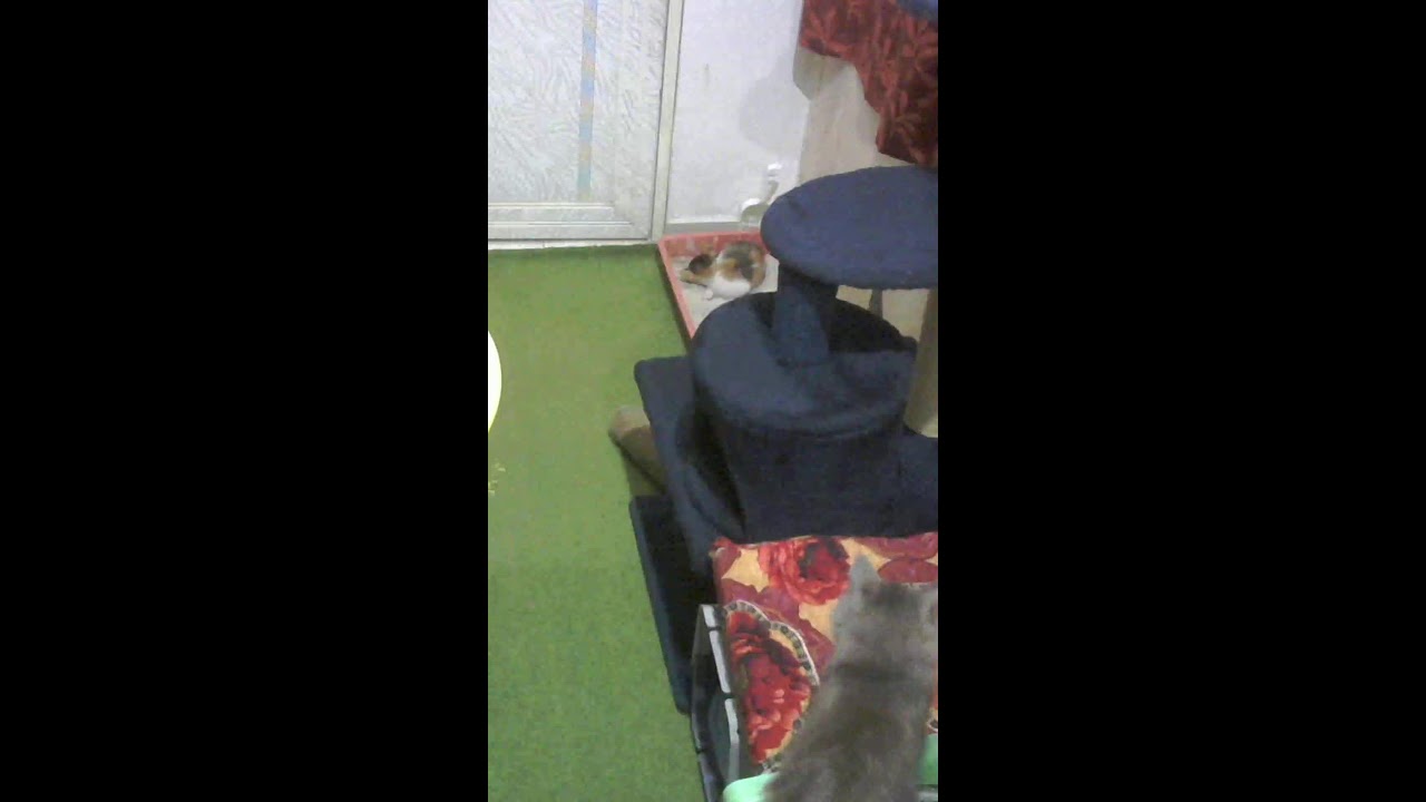 Cats Calony is Live
