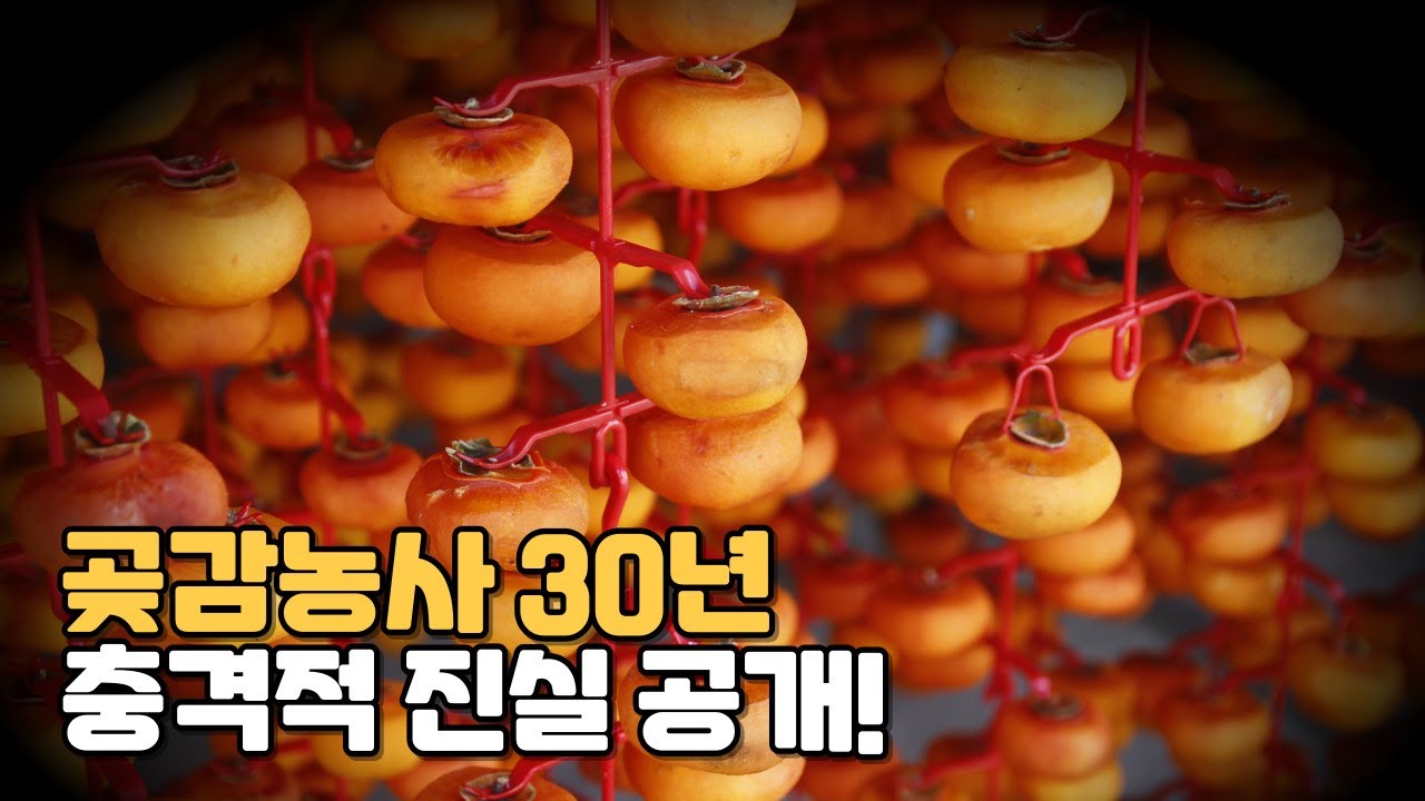 곶감에 전부 다 속았습니다! 아직도 이런걸 먹고 있습니다