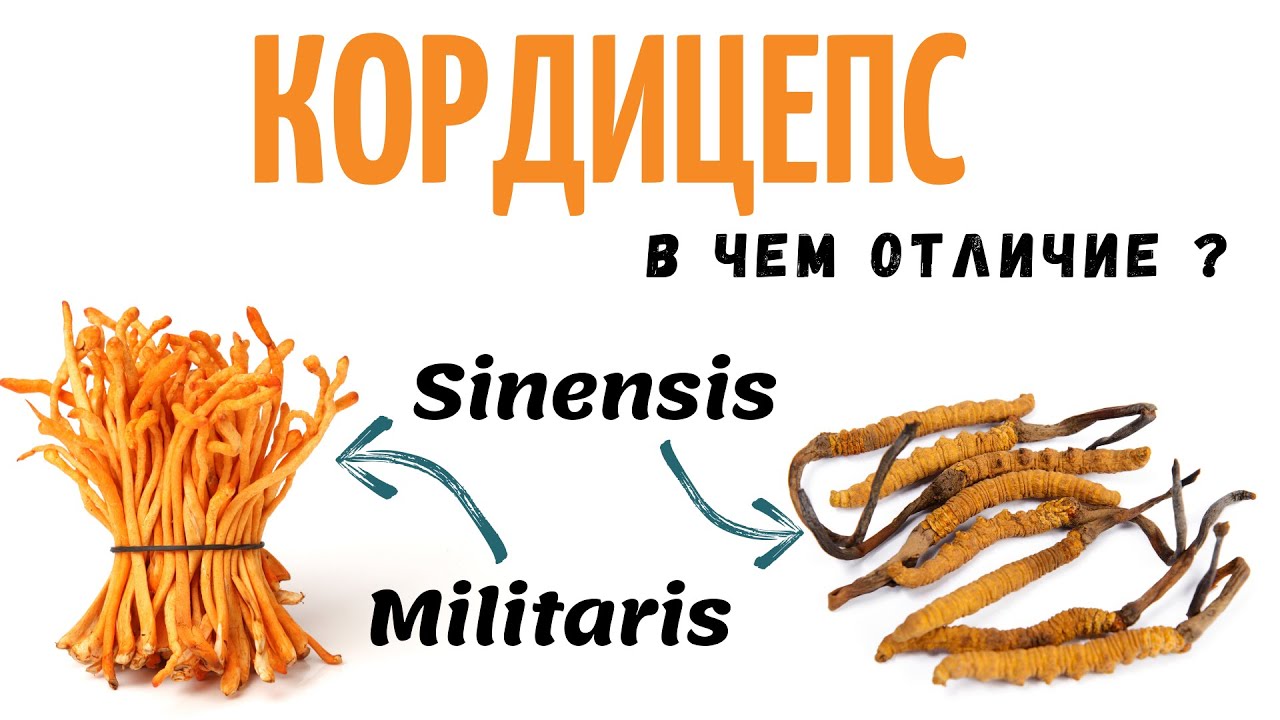 Кордицепс - В чем отличие ? как выращивать Cordyceps Militaris ?