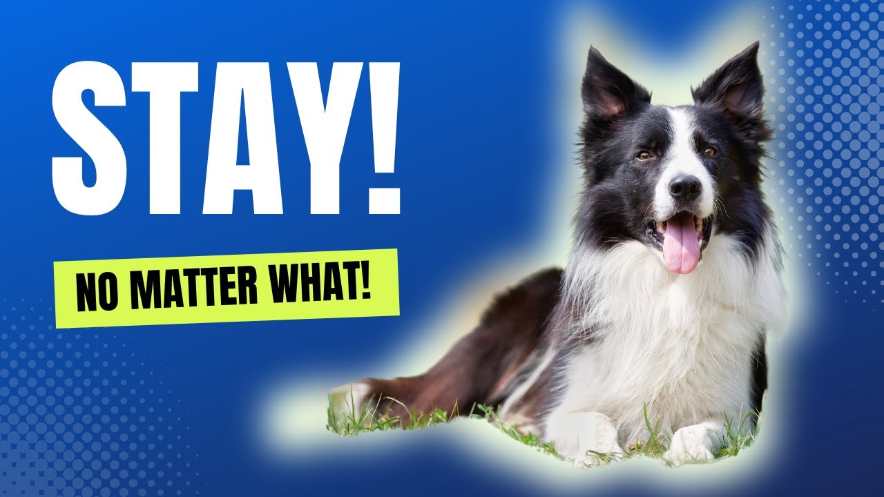 6 Steps To Teach Your Dog To Stay | The Stop & Stay Command