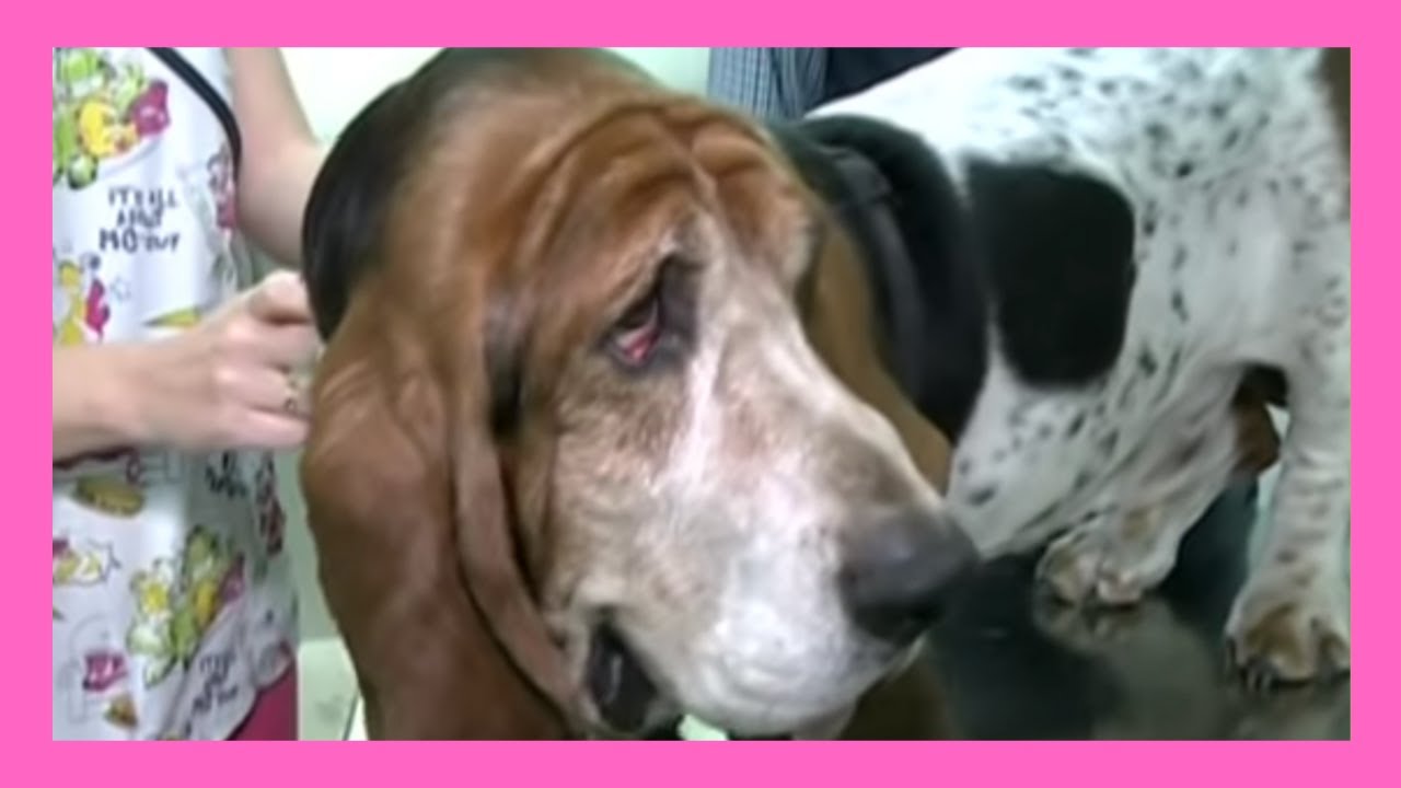 Cuidados veterinarios del Basset Hound - Importante