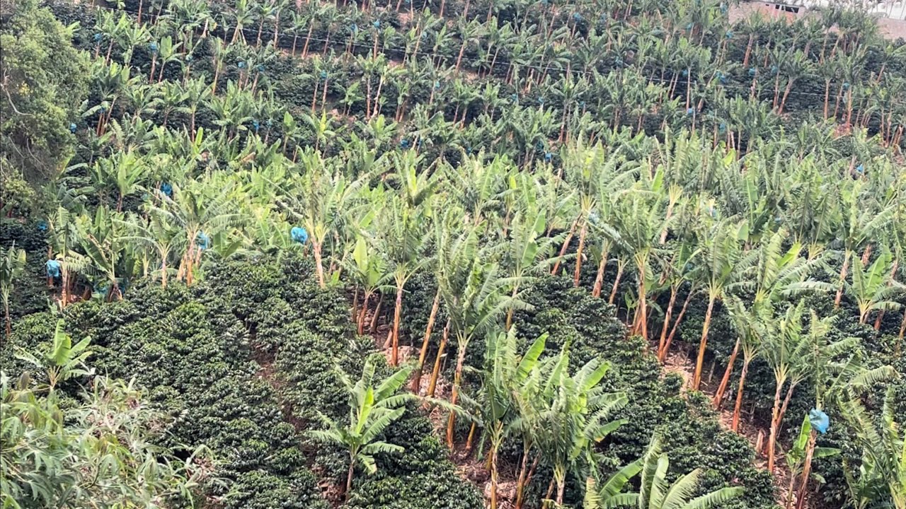 Sistema de rotación en plátano asociado con el café