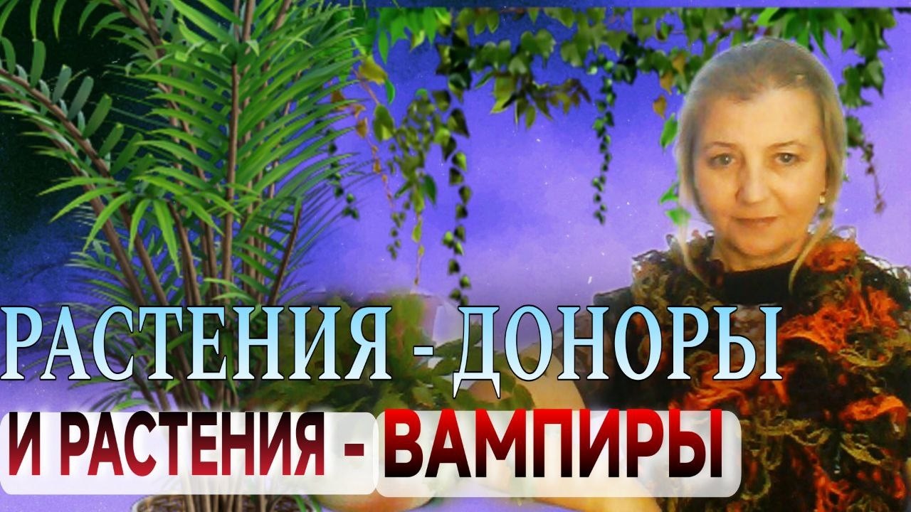 Растения-доноры и растения-вампиры. Миф или живая реальность?
