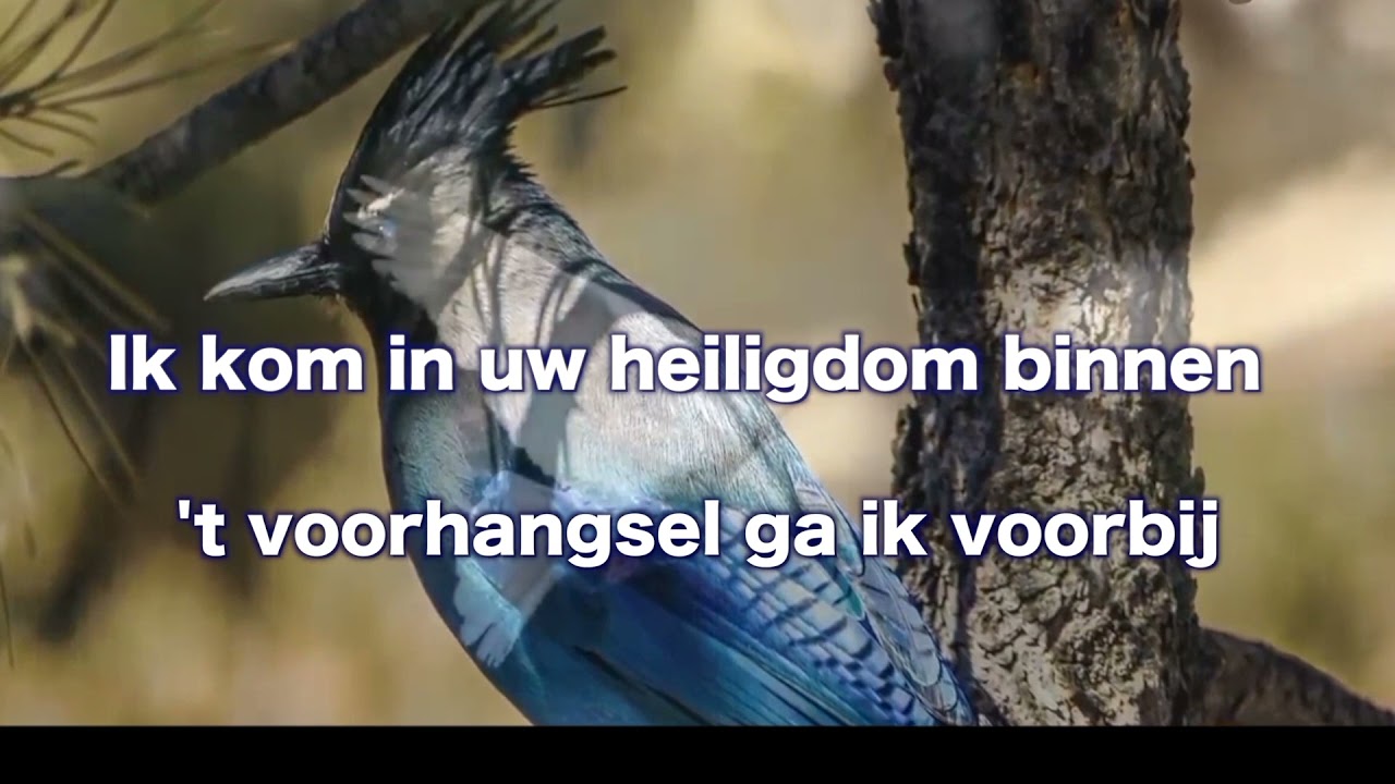 Opwekking 192 Ik kom in uw heiligdom binnen