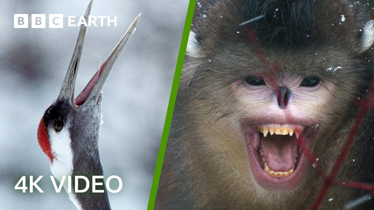 Дикая природа Японии и Китая в 4K | BBC Earth