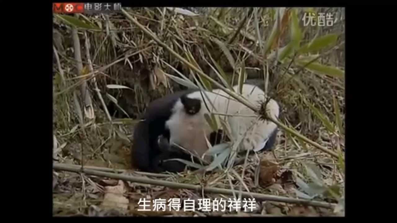 獻給最讓人心疼的野放先烈 - 祥祥 (The Voice)