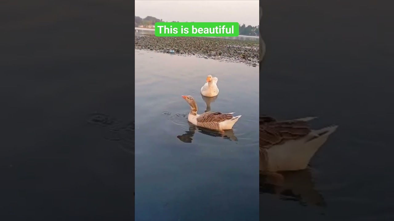 Duck Lake: Your Instant Stress Relief 🦆💆&zwj;♂️ #nature