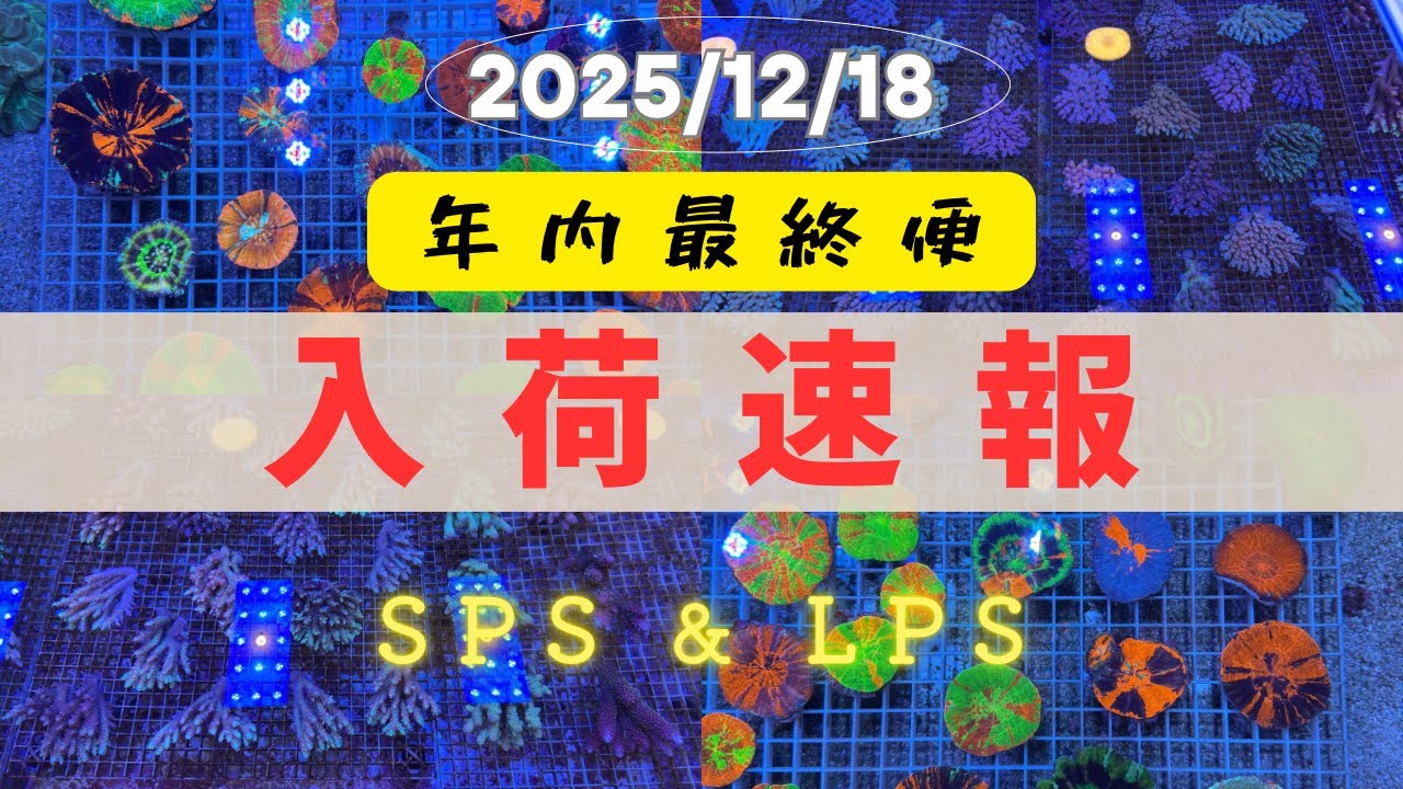 入荷速報
