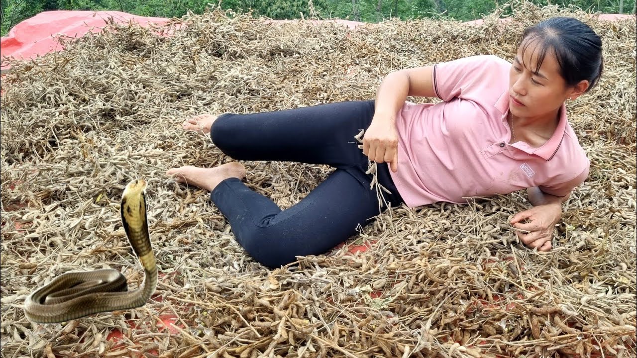 Harvesting beans - drying soybeans attacked by poisonous snakes | Ly Thi Vien