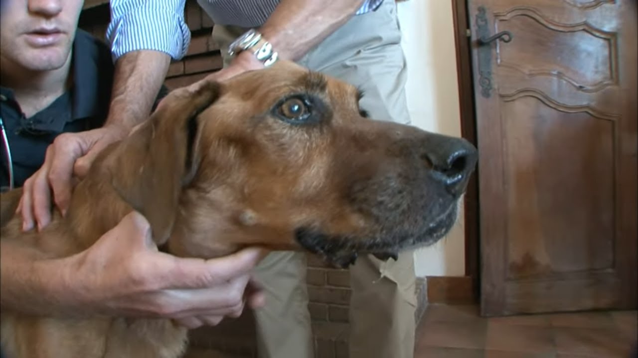 Elle doit dire adieu à son chien