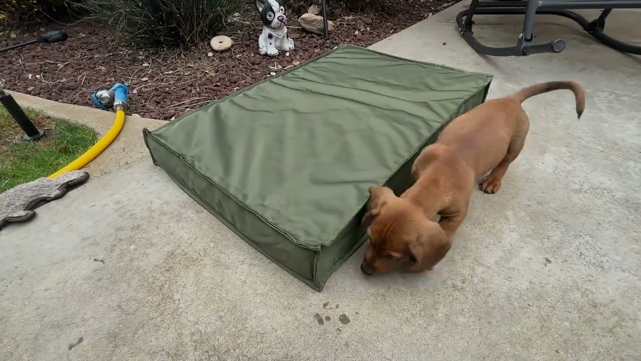 Showcasing Lesure Outdoor Water Resistant Dog Bed