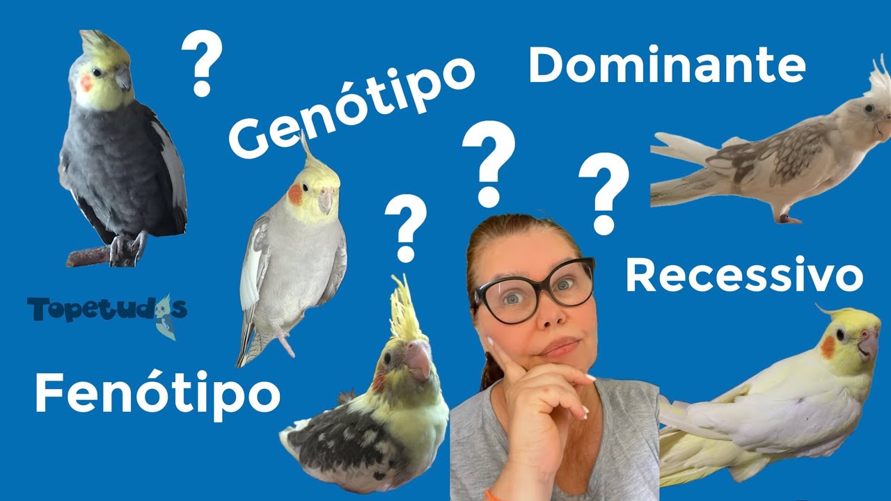 Calopsitas e suas mutações Parte 1: Noções de genética
