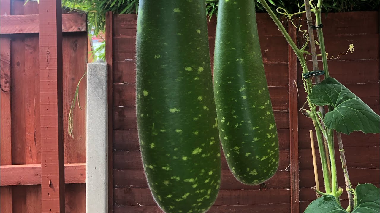 Garden tours harvest biggest kodu 😨