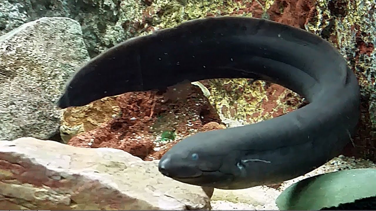 El pez lepidosirena (Lepidosiren paradoxa) Ficha Técnica