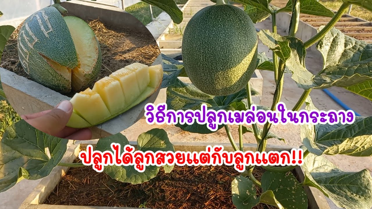 วิธีการปลูกเมล่อนในกระถางปูน ปลูกได้ลูกสวยแต่กับลูกแตก ขาดธาตุอะไรถึงลูกแตก /เต๋าสายกลาง