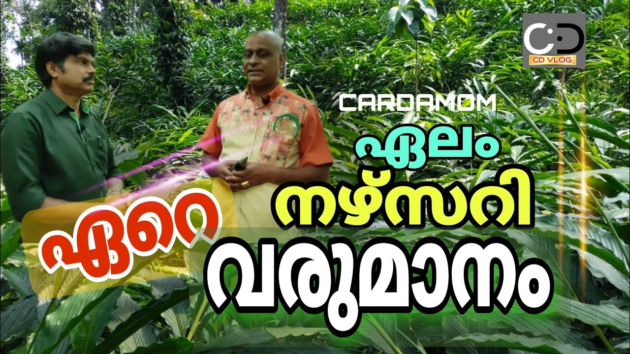 ഏലം വില തകർച്ചയിൽ നിന്നും രക്ഷ നേടാം തവാരണ  തുടങ്ങാം #cardamom #mpshaji #cdvlog