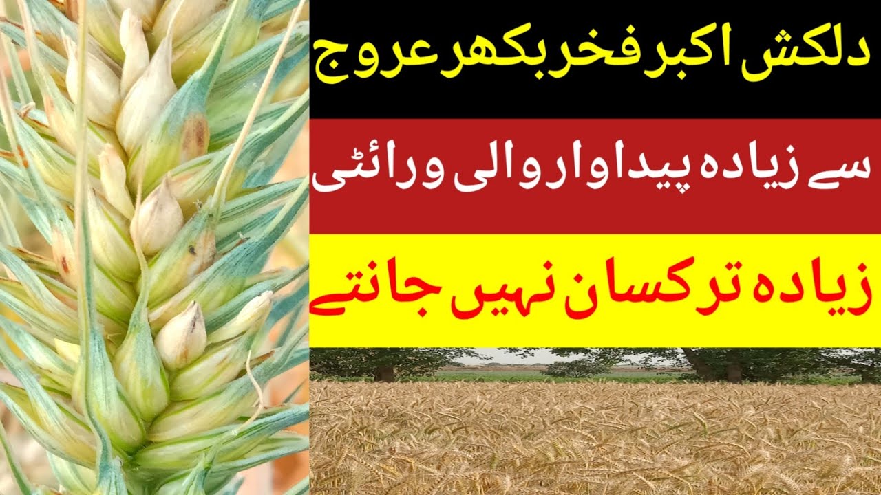 Best Wheat Variety from All Varieties /High Yield Wheat Variety /Wheat Harvesting /Crops grower