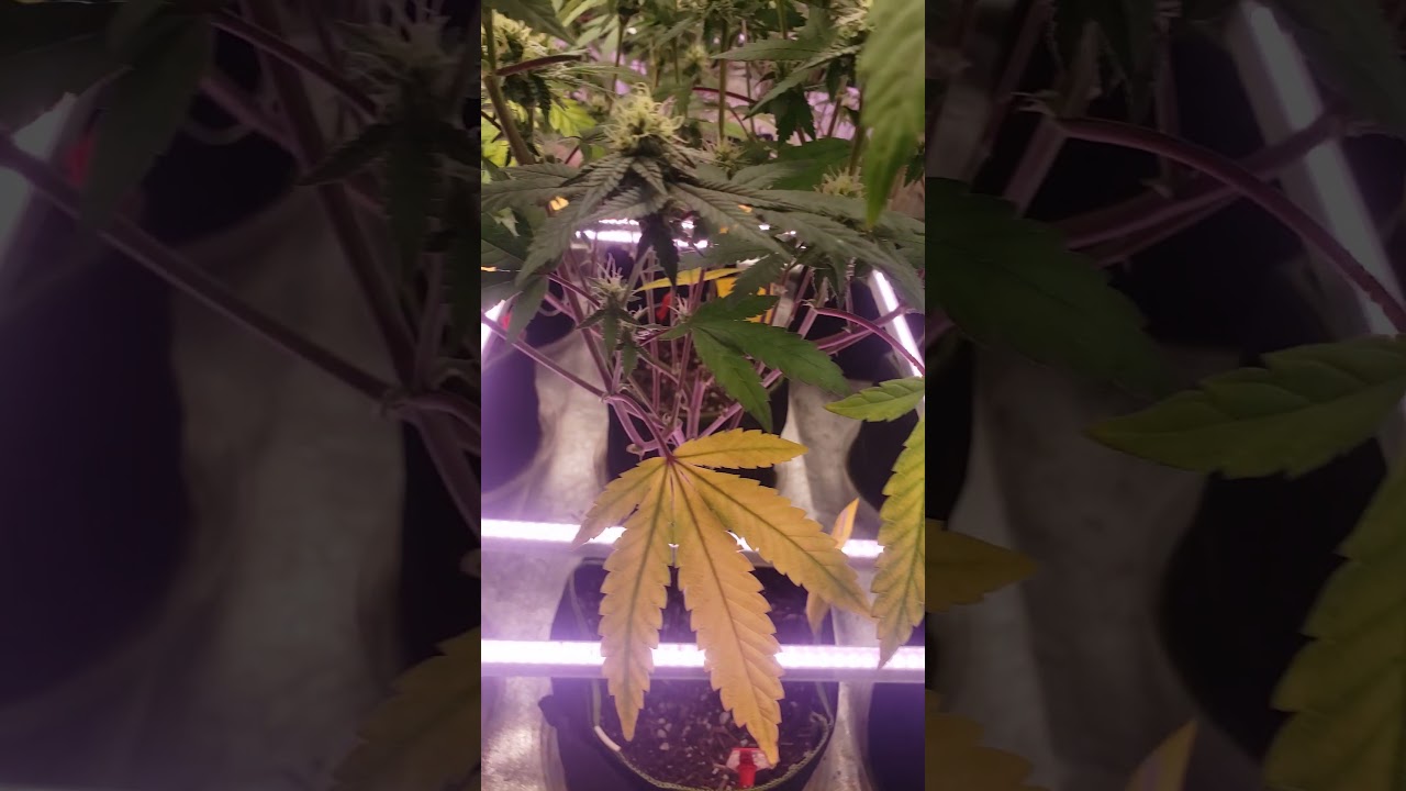 4x4 Tent Cannibis grow Envy Genetics week3
