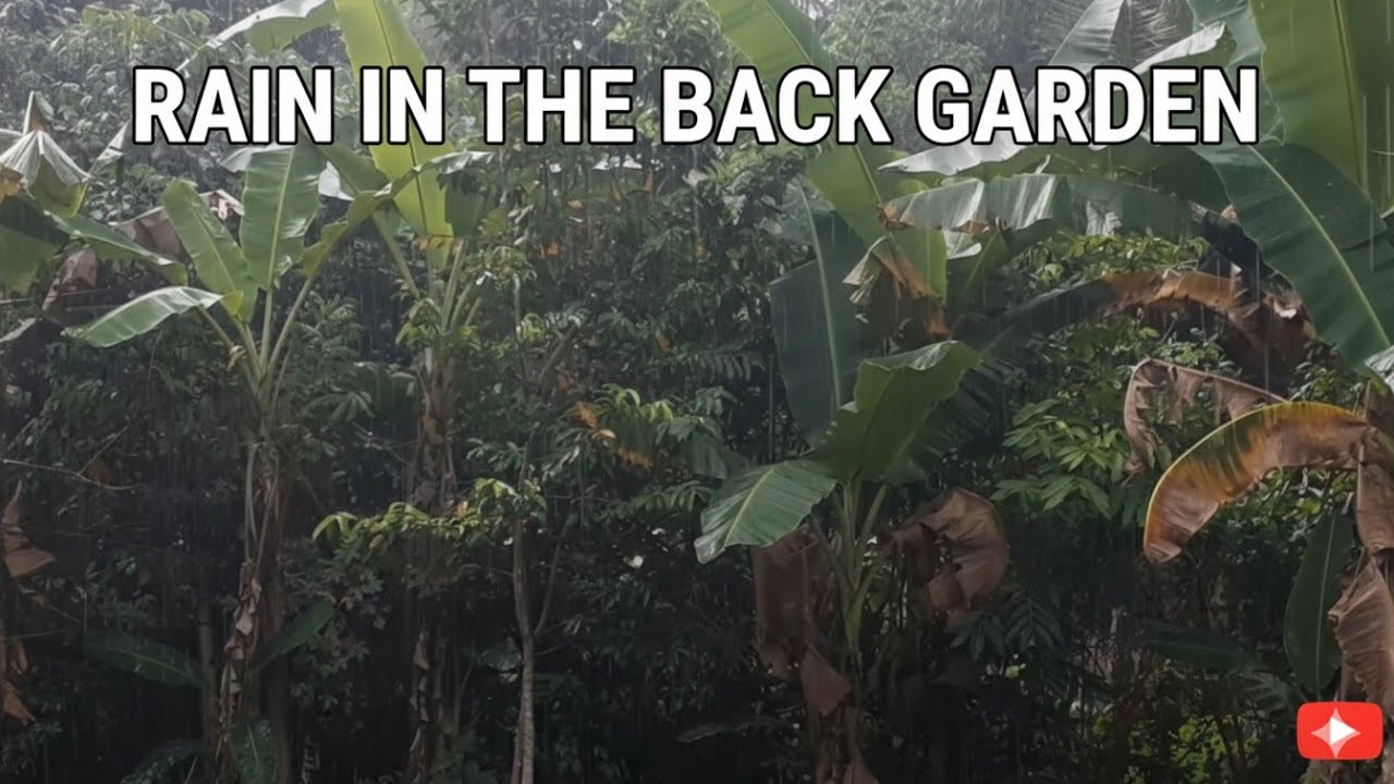 THE BEAUTIFUL SOUND OF RAIN IN THE BACK GARDEN