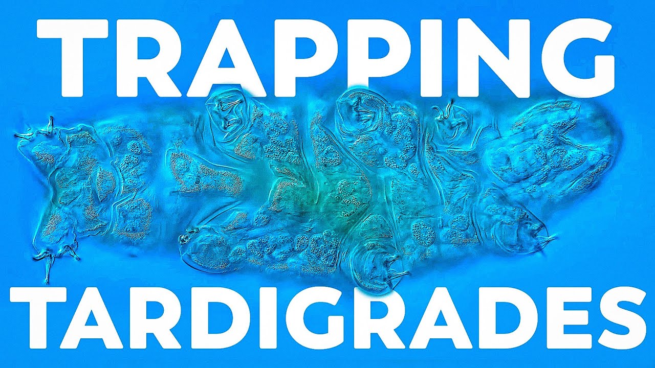 We Built A Tardigrade Trap, And It Worked