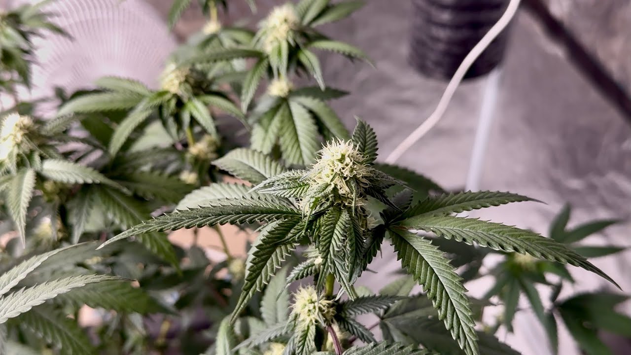 Envy Genetics - Ocean BLVD - Week 4 of Flower (4K)