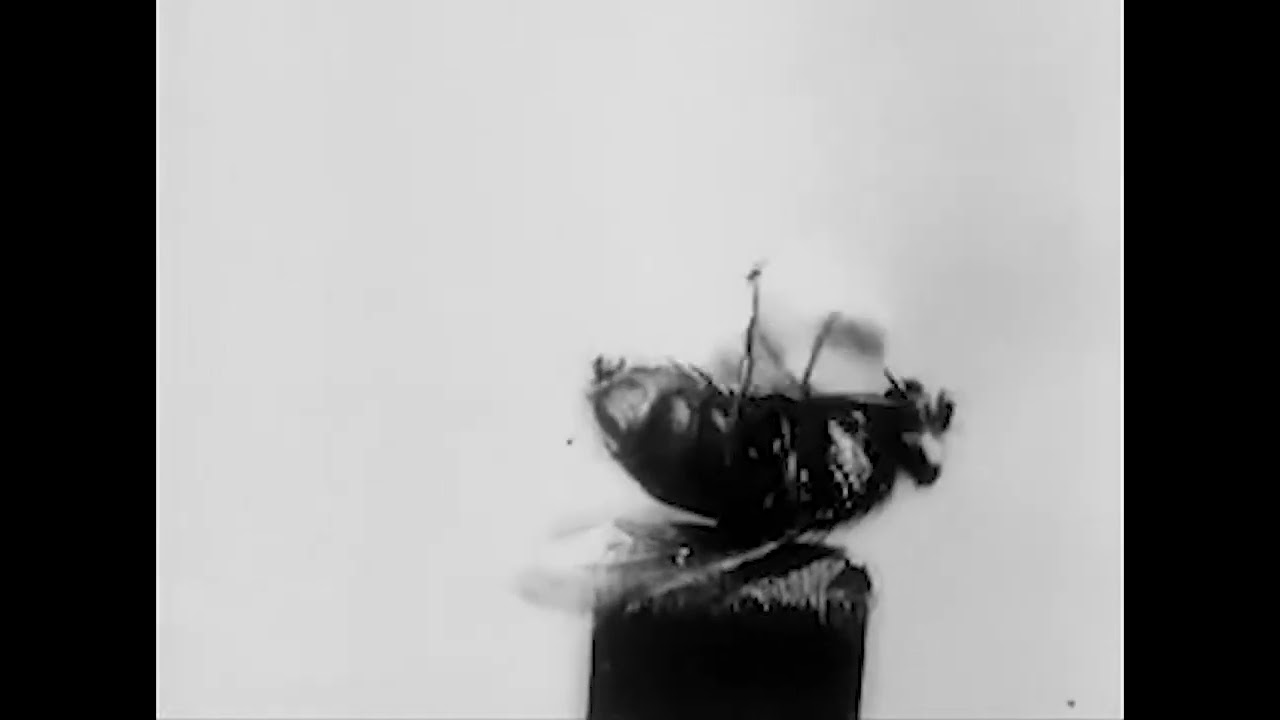 The Acrobatic Fly (1910) &mdash; Full Silent Documentary | F. Percy Smith | Early Cinema