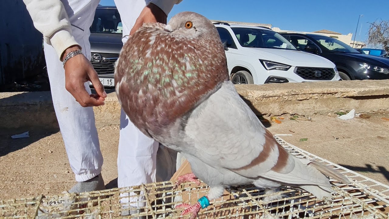 سوق الحمام أحد مكناس باب جديد 7يناير2024