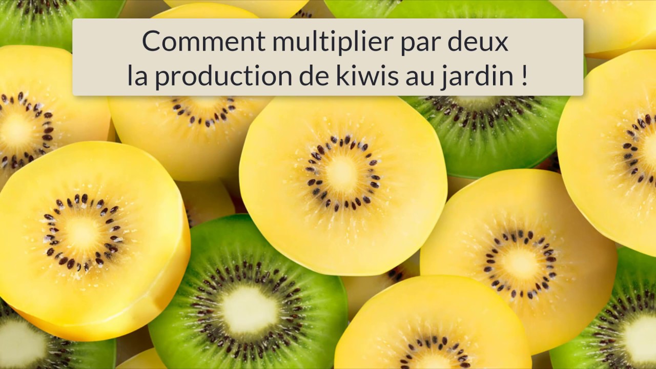 28# Kiwis : multipliez par 2 la production au jardin !