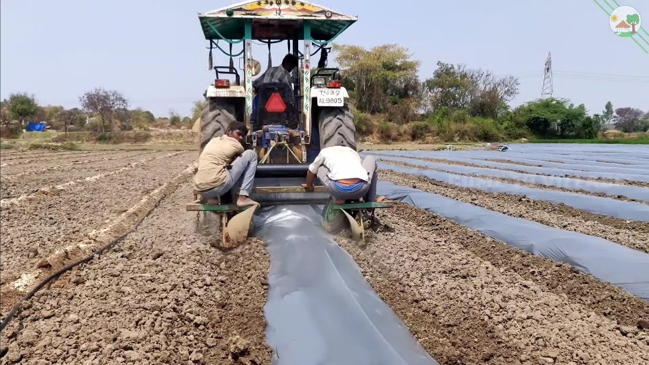 Force Balwan Tractor doing Drip irrigation & Mulching sheet work | Come to Village