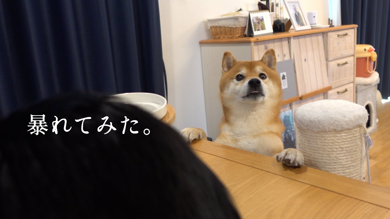 柴犬が猫の誕生日会で大暴れ？主役の座を奪う可愛すぎる現象が、これ。