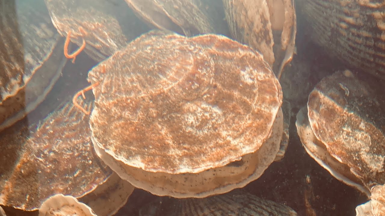 サロマ湖のホタテガイ養殖の概要(An overview of Scallop Cultures in Lake Saroma)