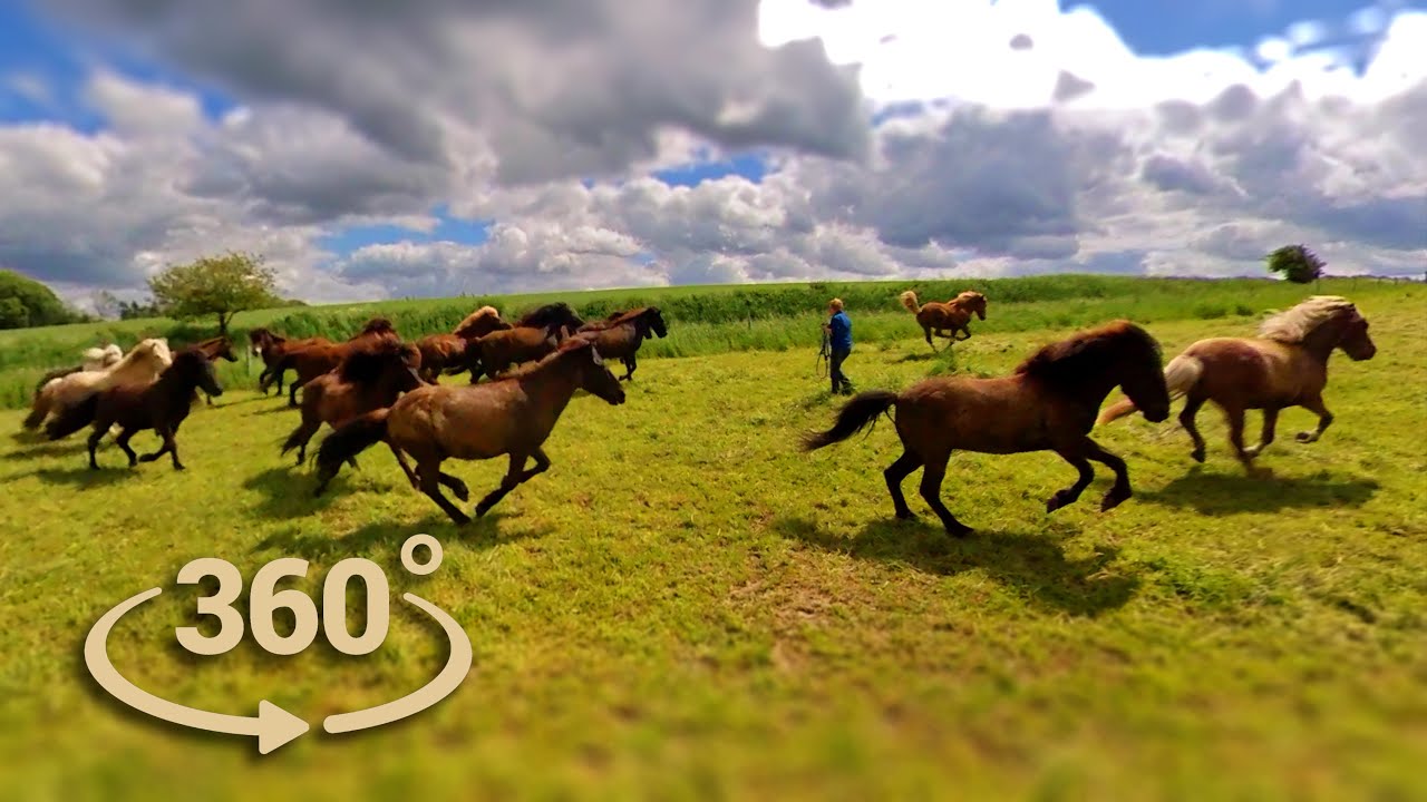 Herden-Abtrieb in Meiersberg - 360 VR Video
