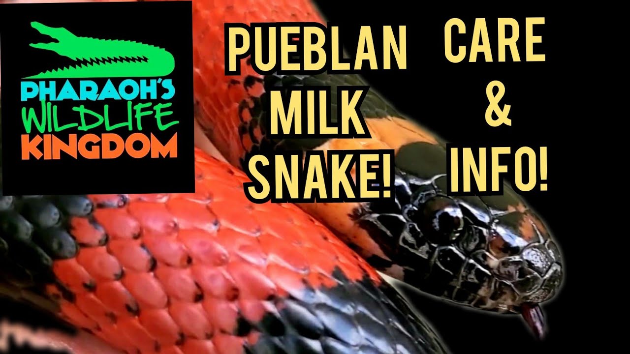 🐍📚PUEBLAN MILK SNAKE: Care and Info with Pharaoh Gayles (P.W.K.  Season 1 Episode 2)🐍