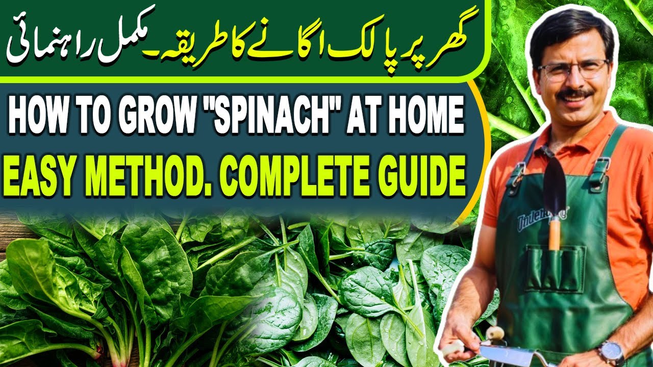 How to grow "Spinach" at home. Easy method. Complete Guide | Gardening With Javed Iqbal