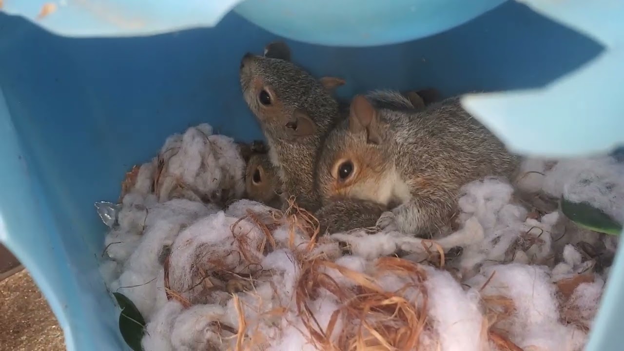 Baby squirrels play-fighting