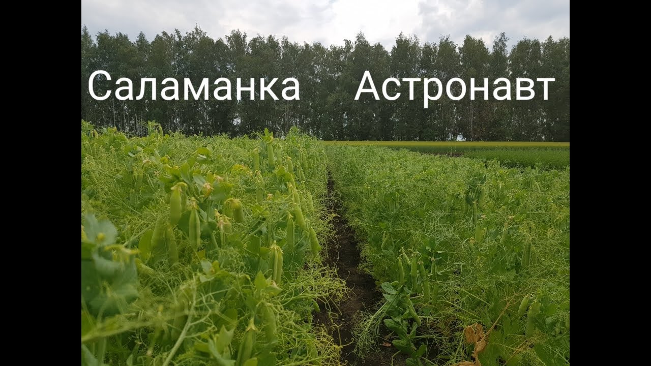 Что нового в селекции? Лен, горох, пшеница и яровой ячмень