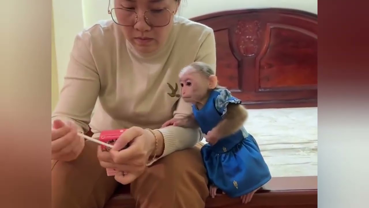 Funny Monkey Videos Ep18#lovely #cute #adorable #newborn #animals  #obedient #monkey#cat #duet 