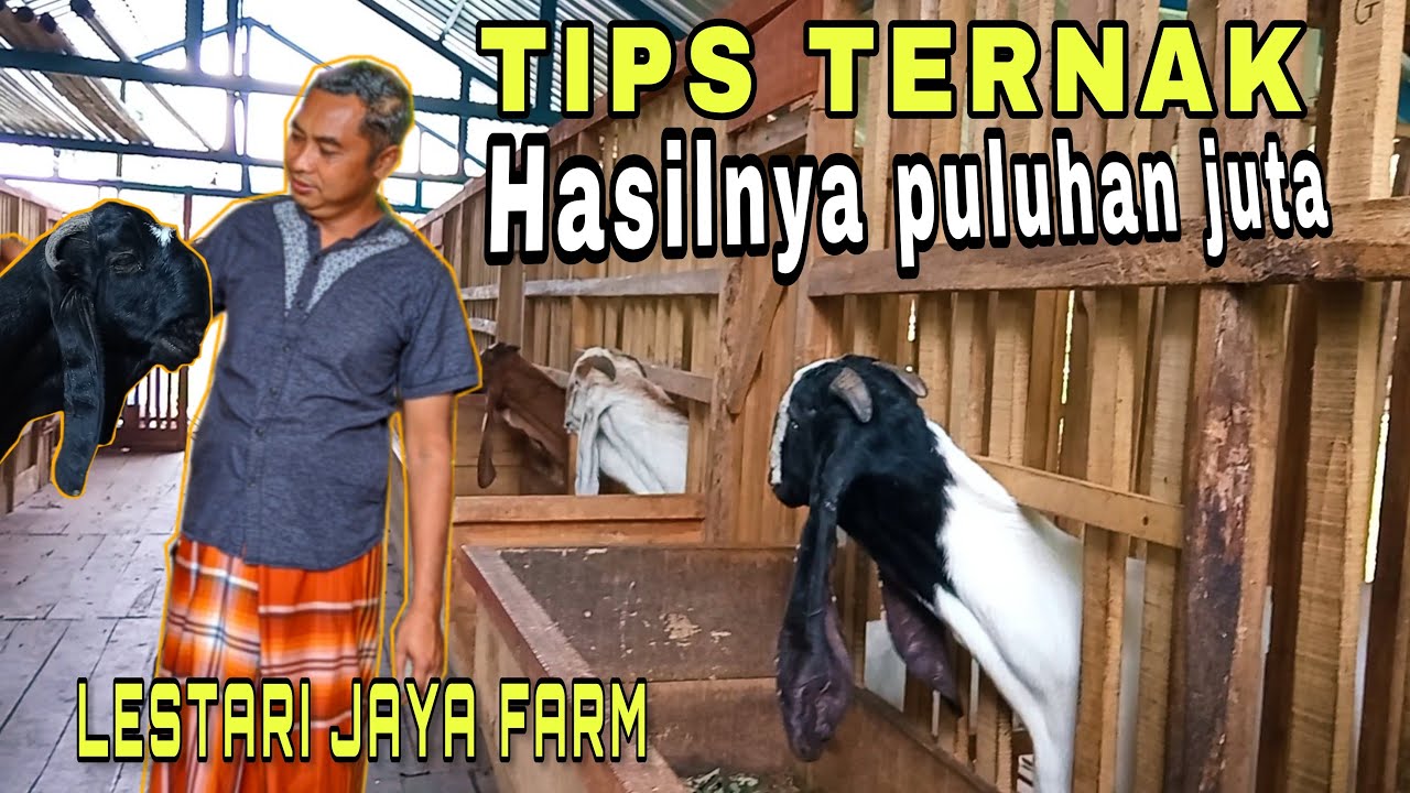 TIPS SUKSES ‼️ CARA TERNAK KAMBING ETAWA,HASILKAN PULUHAN JUTA..