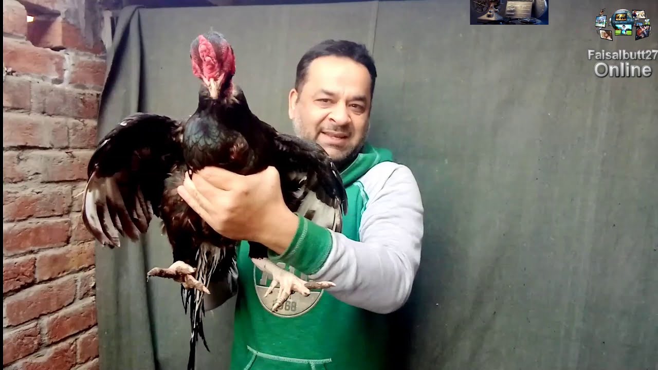 Lasani Aseel Murga And Nawab walaY kALY Which Is Better Breed | Faisalbutt27 Online