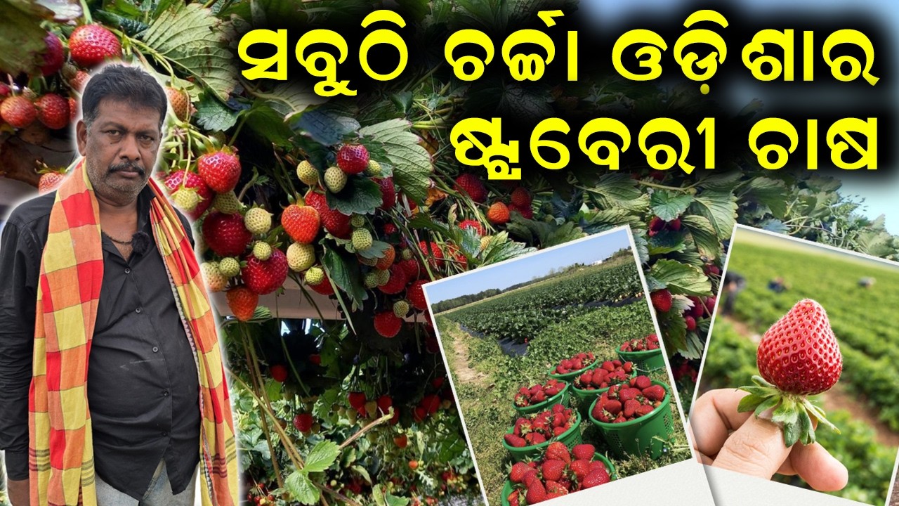 🍓ରାସ୍ତା କଡ଼ରେ ବିକ୍ରୀ କରି ଲକ୍ଷ ଲକ୍ଷ ଟଙ୍କା ରୋଜଗାର! || Earning Lakhs by the Roadside @EfarmingOdisha