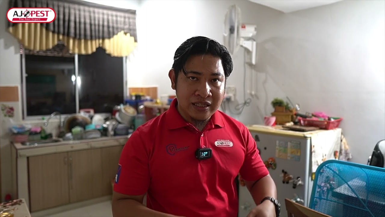 SEMBURAN KUTU KUCING | CAT FLEAS TREATMENT