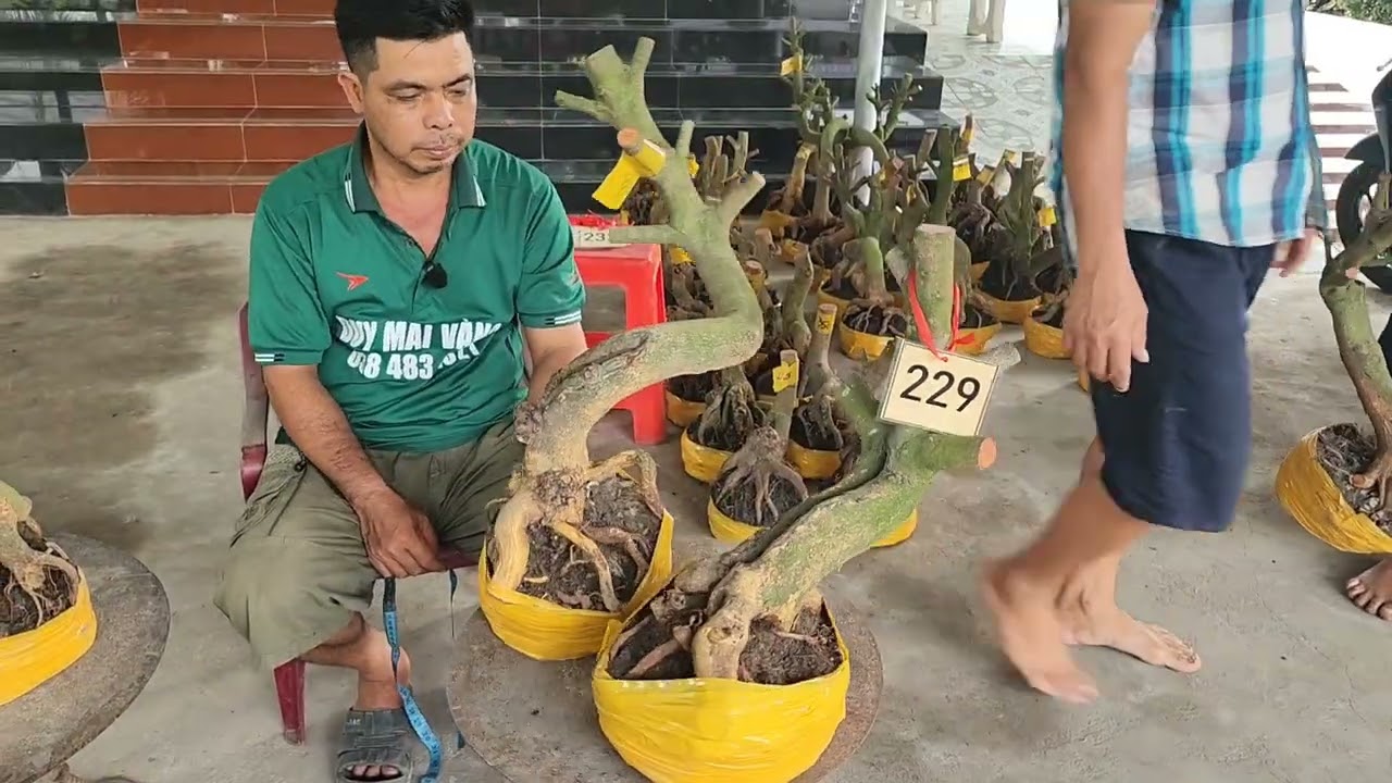 Mùng 5 Tết a Duy (đã bán hết) phôi mai giảo đẹp giá rẻ 
