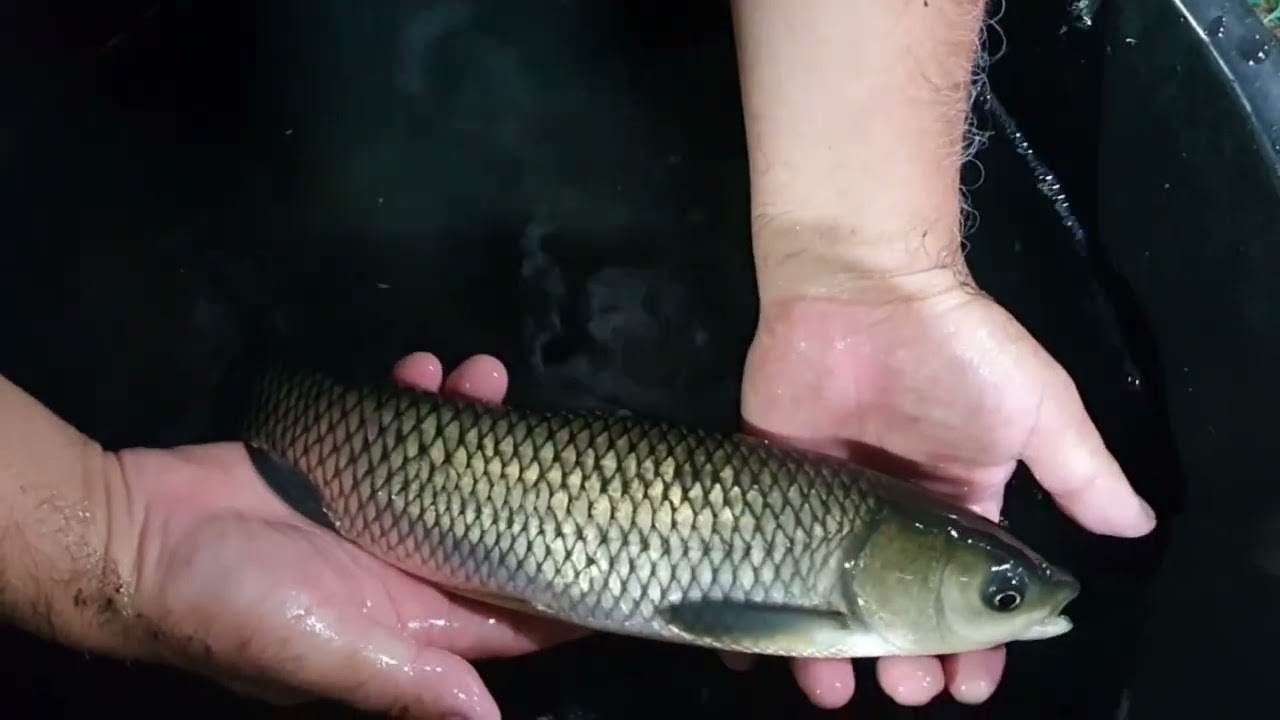 Barel ah dil Sangha a khawi len theih em? - Grass Carp Barel a khawi, a thang lian thei viau tho