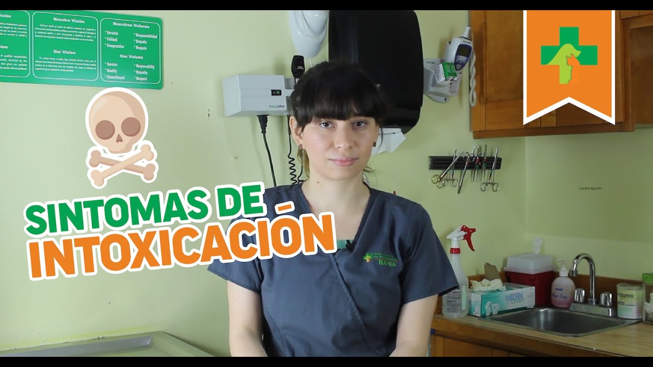 S&iacute;ntomas de intoxicaci&oacute;n en los perros.